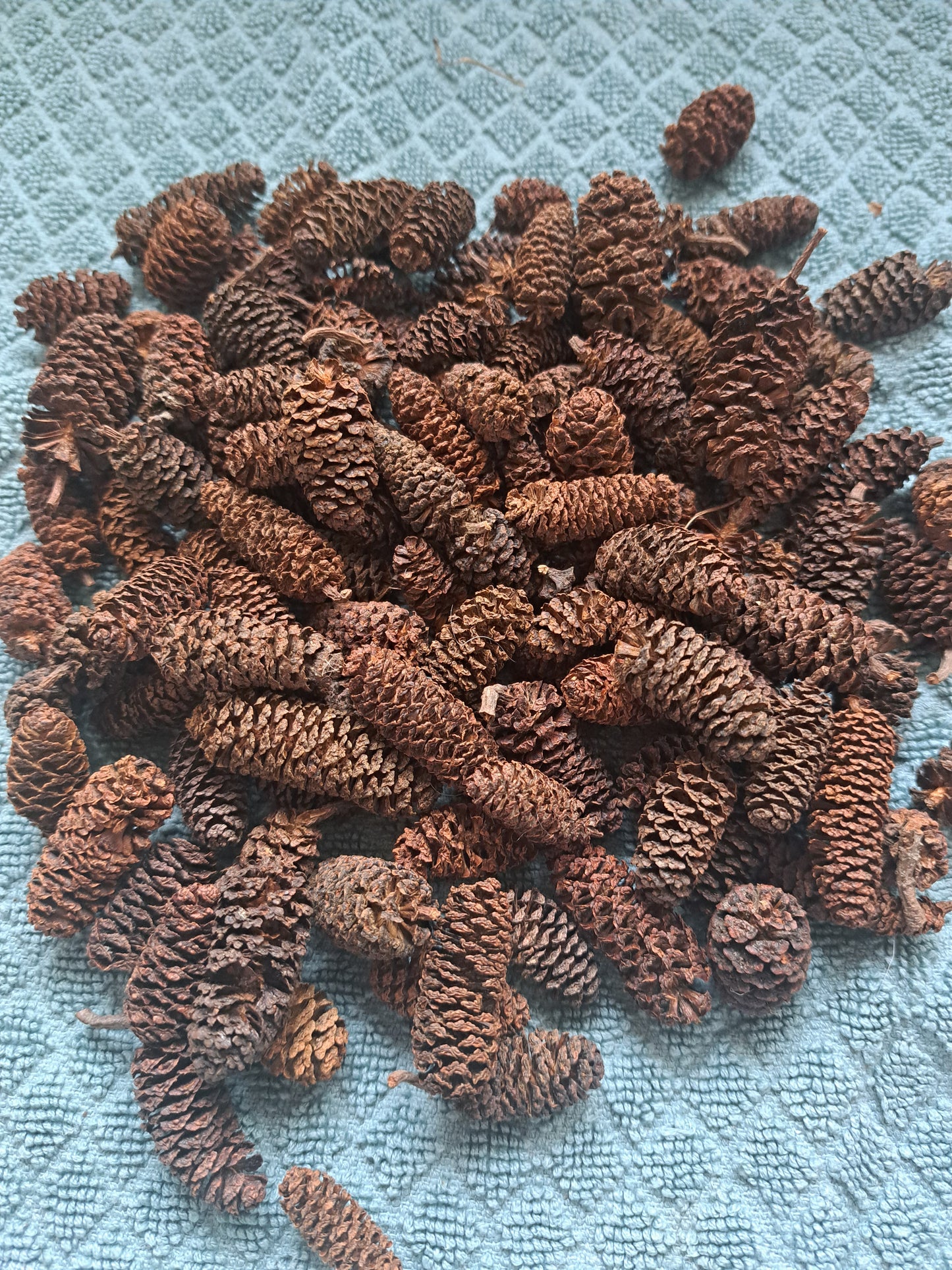 Alder Cones