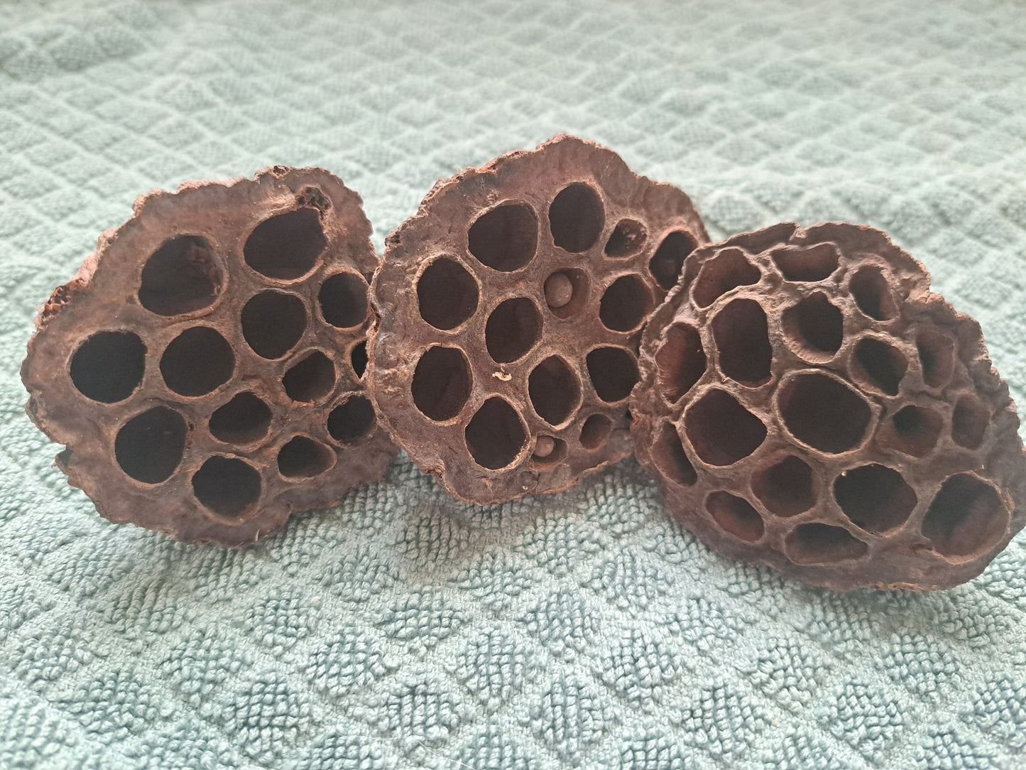 Lotus Pods