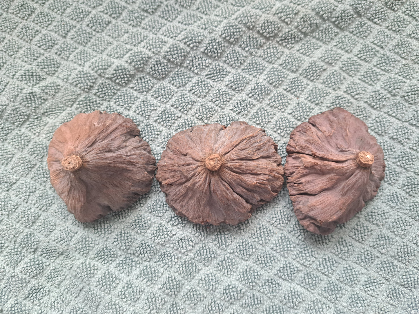 Lotus Pods