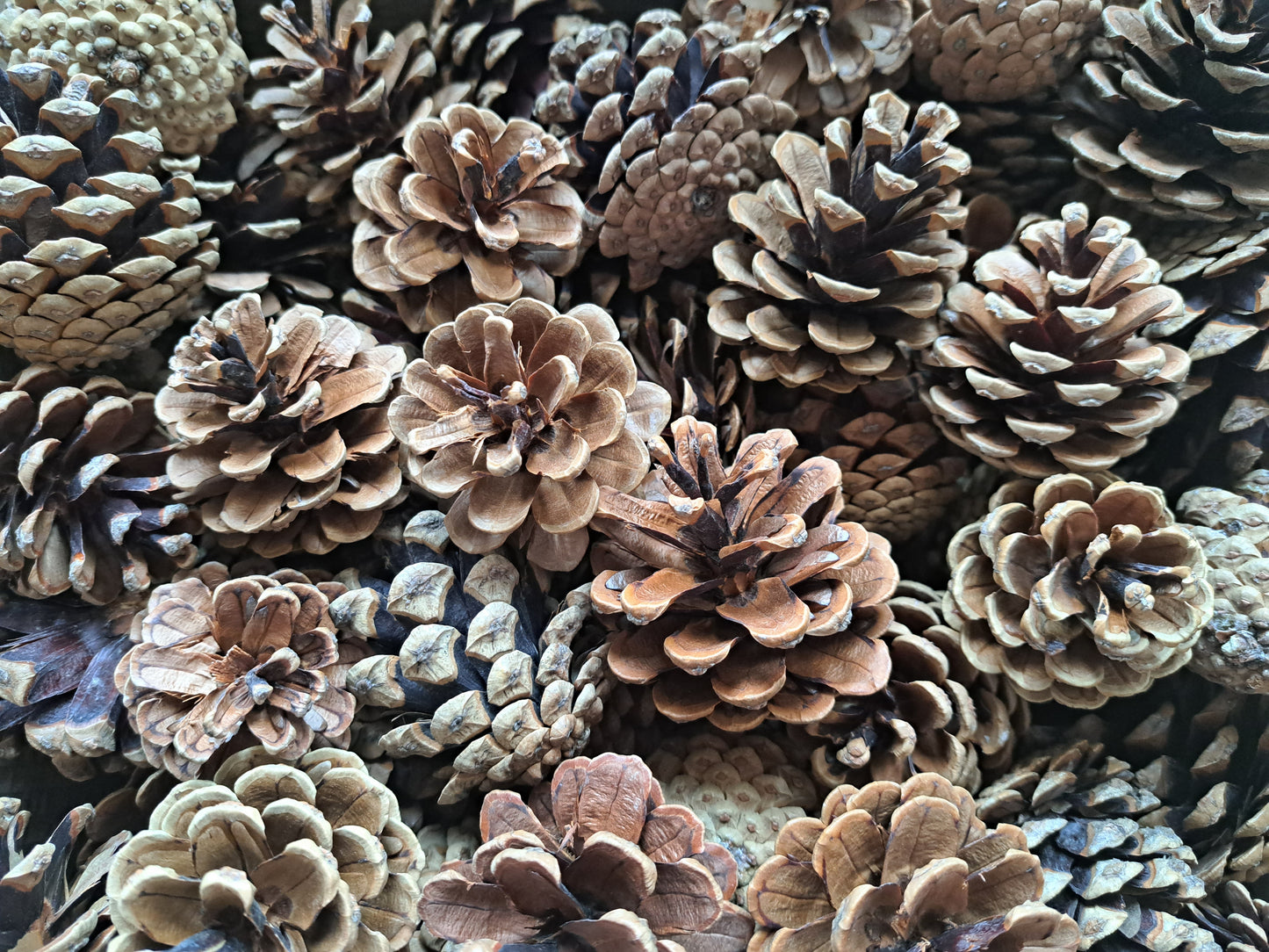 Pine cones