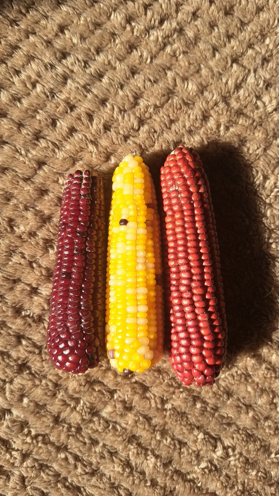 Mini Corn Cobs