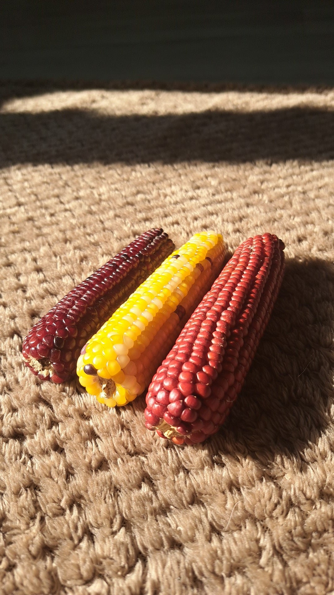 Mini Corn Cobs