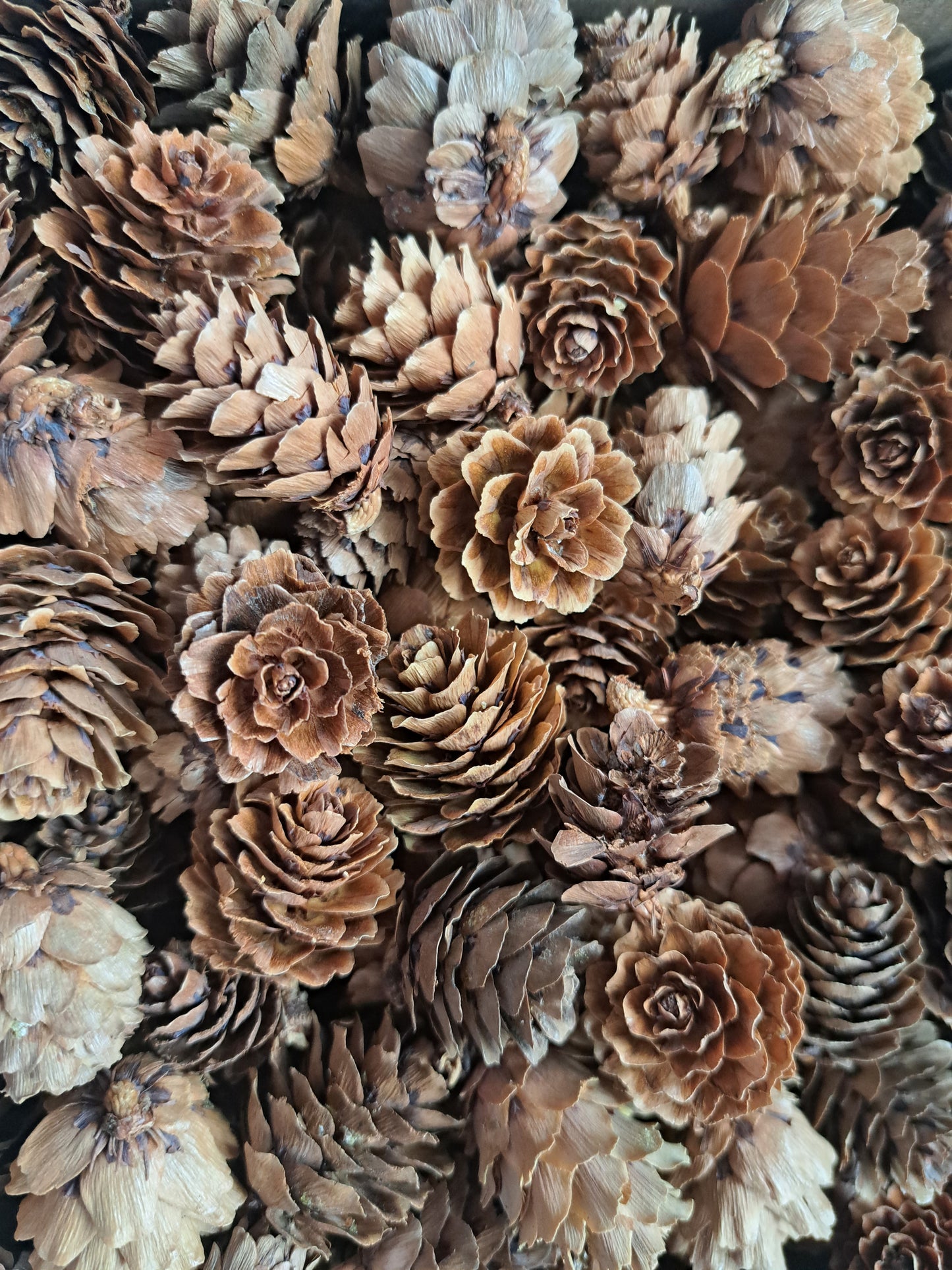 Small Pine cones