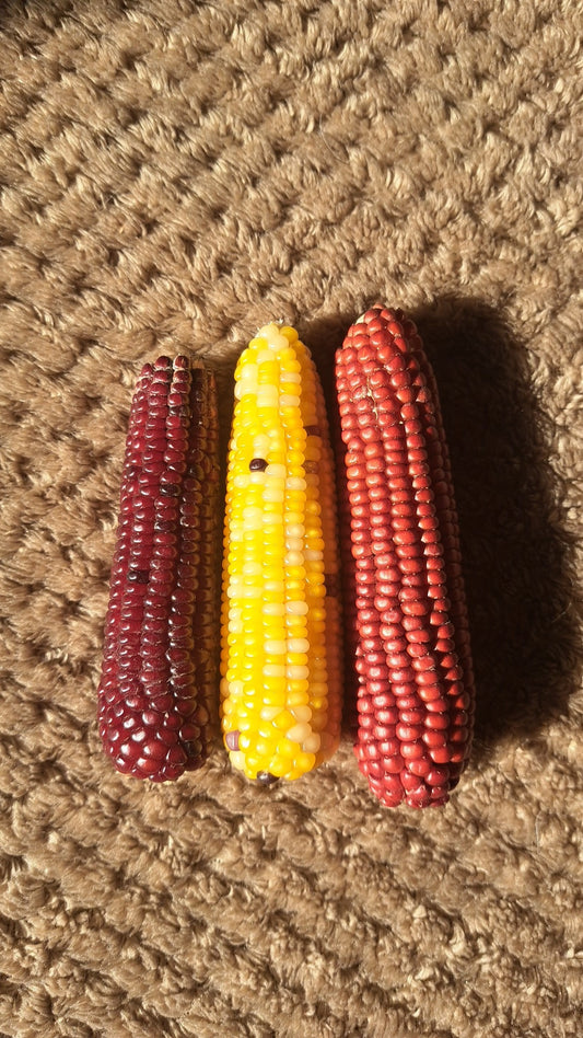 Mini Corn Cobs